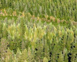 Five Profitable Timberland Investment Strategies