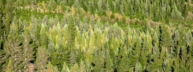 Five Profitable Timberland Investment Strategies
