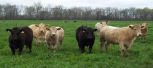 Cattle_courtesy_of_ACES-890x395