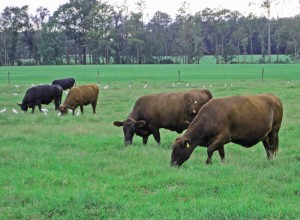 Cherokee-Ranch-Grazing