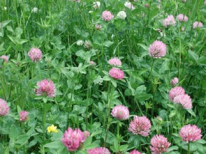wfshl-redclover1